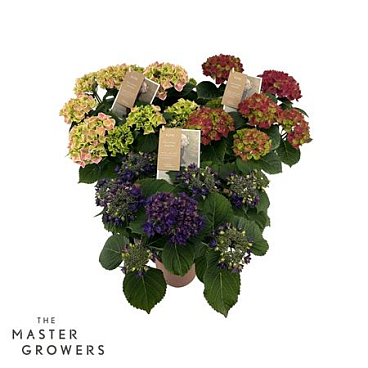 Hydrangea Ma Special Mix 7+