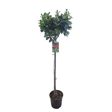 Laurus Nobilis On Stem