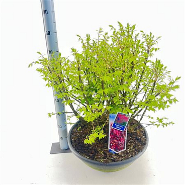 Euonymus Alatus