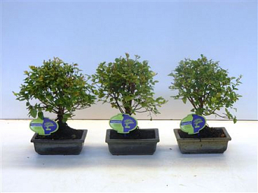 Bonsai Sageretia Theezans, 15cm., Broom, Without D