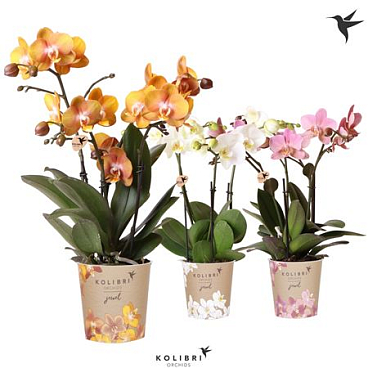 Phal Kolibri 3st Jewel Mix 24+ (ok)