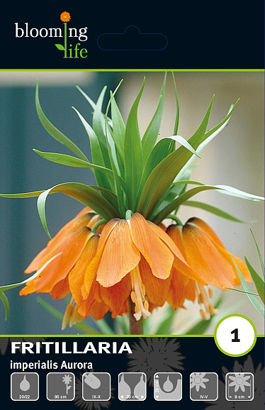 Рябчик императорский Аврора