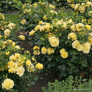 Роза парковая Личткёнигин Люсия