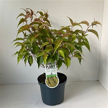 Stachyurus Chin Celina