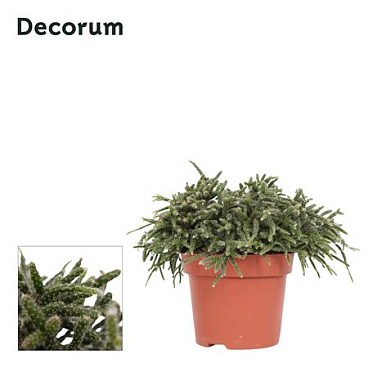 Rhipsalis Pilocarpa 12 Cm Decorum