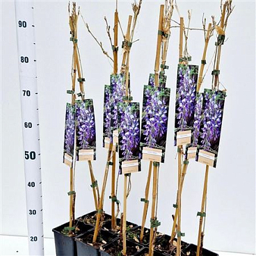 Wisteria Sinensis