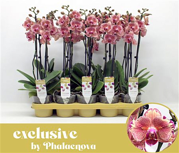 Phal 2st Peach Blossom 14+ (phalaenova)