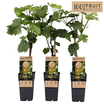Vitis Vin Lakemount (grafted)