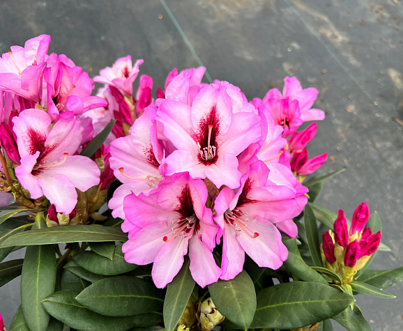 Рододендрон гибридный Данута