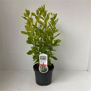 Clethra Alnifolia Ruby Spice