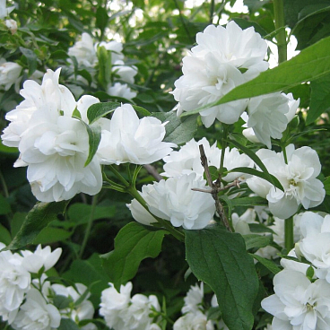 Чубушник гибридный Мейджори в тубе