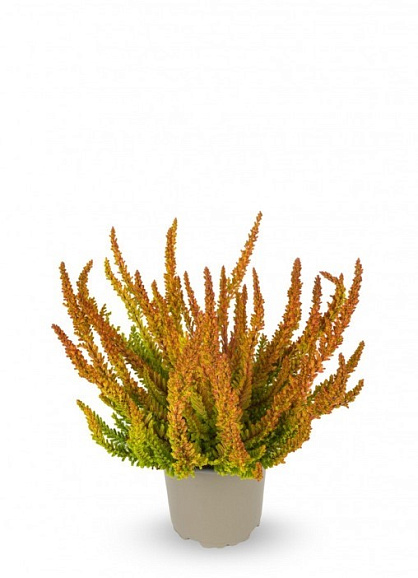 Каллуна обыкновенная Зое