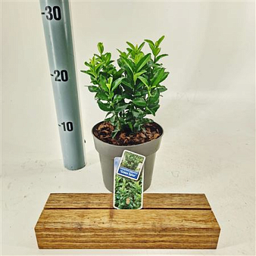 Euonymus Jap Green Spire