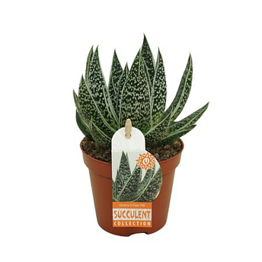 Gasteria D'clash