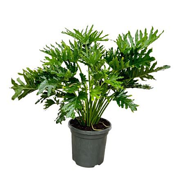 Philodendron Selloum