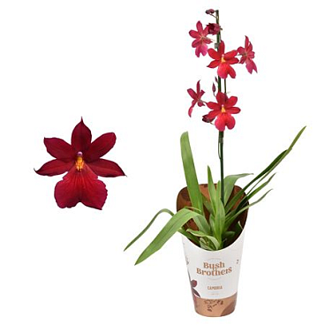 Cambria 1st Nelly Isler Red Velvet