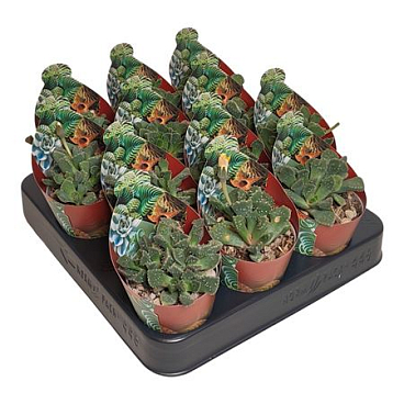 Cotyledon Ladismithiensis Variegato Potcover