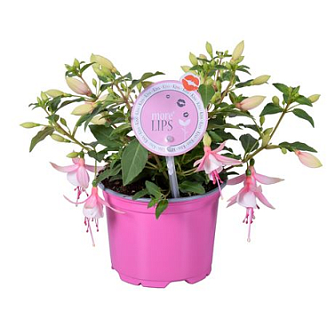 Fuchsia Bella Sophia (morelips)