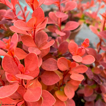 Барбарис тунберга Оранж Тауэр