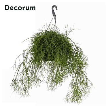 Rhipsalis Bacci. 'oasis' Hp 21