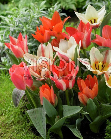 Тюльпан гибрид грейга Микс