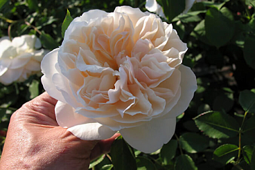 Роза парковая Личфилд Энджел