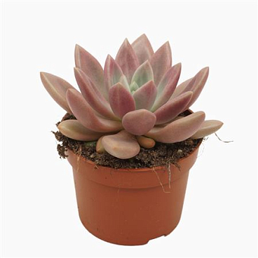 Pachyveria Rosy Crow