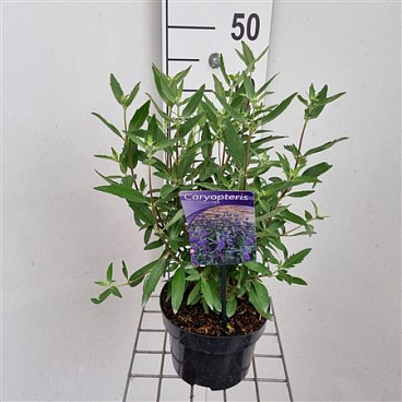 Caryopteris Cland Thetis