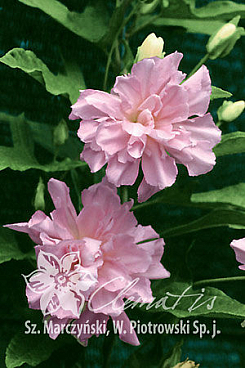 Калистегия плющевидная Флоре Плено