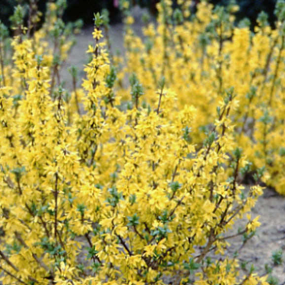 Форзиция Букль Д`Ор Куртакур в тубе