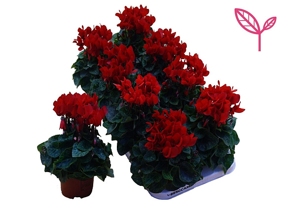 Цикламен красный