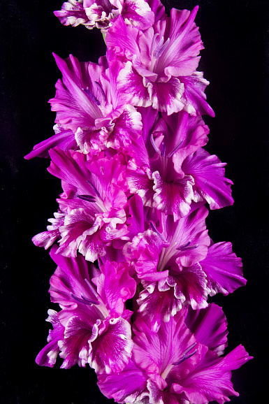 Гладиолус крупноцветковый Сарафанное Радио