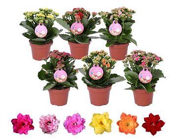 Kalan Ros Gardenlina Mix