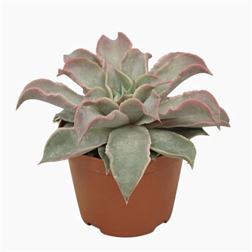 Echeveria Maradiba