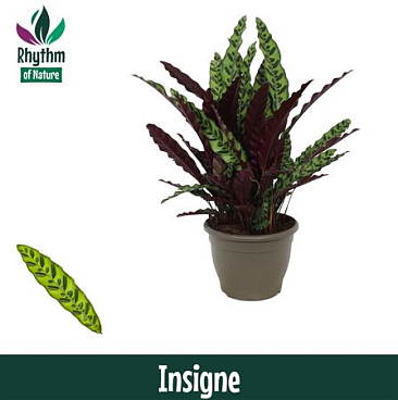 Calathea Insigne Decorum