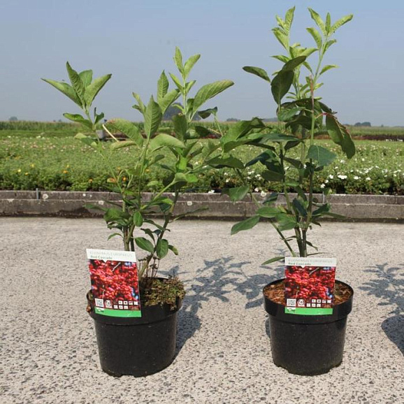 Бересклет европейский Ред Каскад