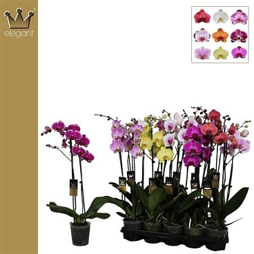 Phal 2st Mix 16+(benard)