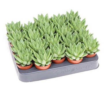 Echeveria Nekkar