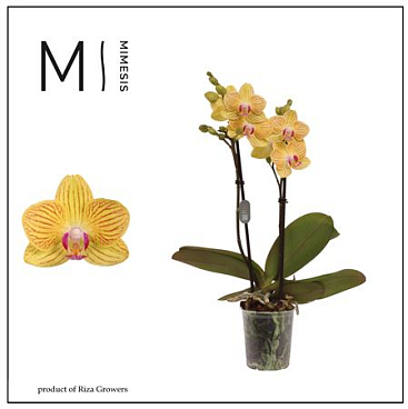 Phal 2st Gold Baby (mimensis)