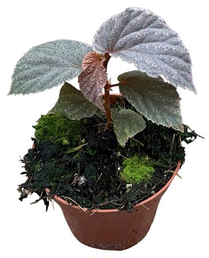 Begonia Lamriana Silver