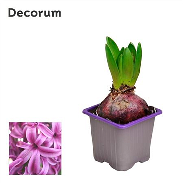 Hyacinthus Purple Sensation 1pp (decorum)