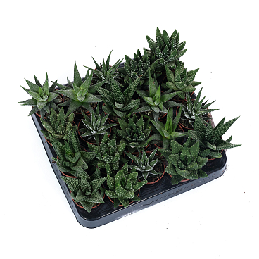 Хавортия Микс