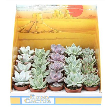 Echeveria Mix In Showbox
