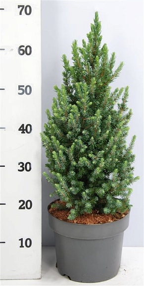 Ель канадская Сандерс Блю