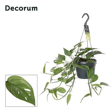 Epipremnum Pinn. 'cebu Blue'