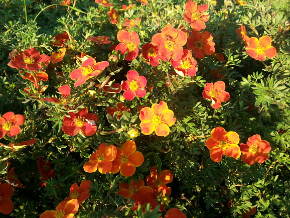 Лапчатка кустарниковая Манго Танго