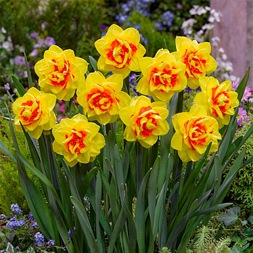 Нарцисс махровый Зарагоза