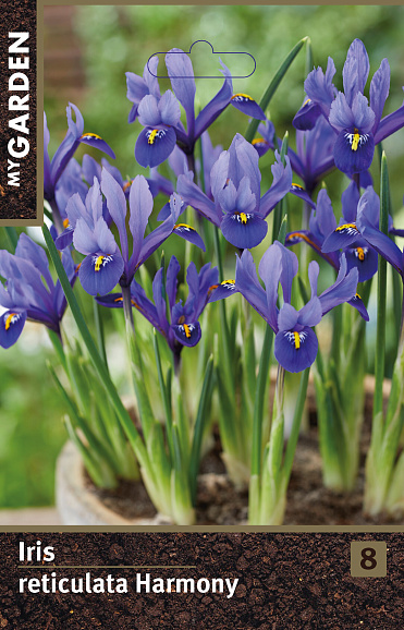 Ирис сетчатый Гармония