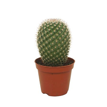 Mammillaria Pilcayensis Single