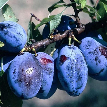 Слива домашняя Венгерка